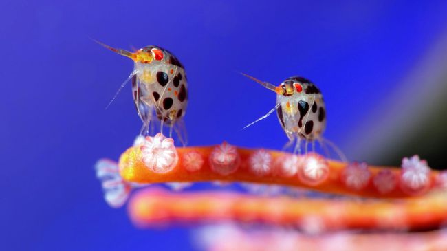 Работа фотографа Юрия Иванова из России, победившая в конкурсе Ocean Photographer of the Year 2025