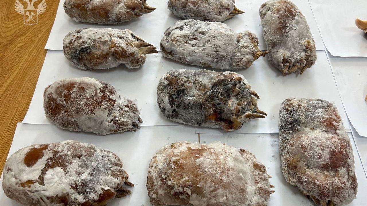 Лапы медведей, которые были у задержанного иностранца в пункте пропуска Полтавка Лапы медведей, которые были у задержанного иностранца в пункте пропуска Полтавка - РИА Новости, 1920, 30.09.2025