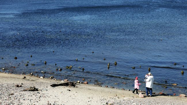 Окаменелые породы реликтовых деревьев на поверхности Балтийского моря в Калининградской области