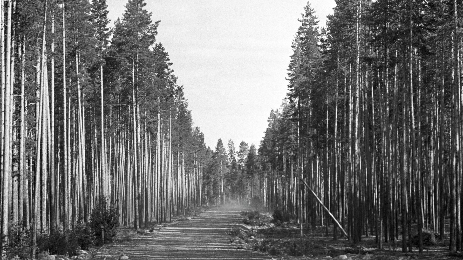 Лесное хозяйство  - РИА Новости, 1920, 03.12.2025