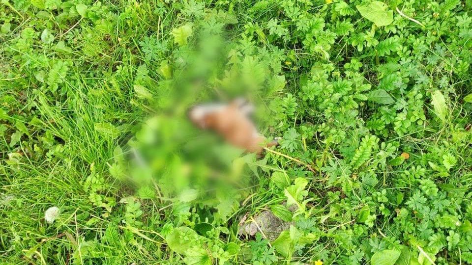 Жительница Красноярска выбросила семерых щенков из окна шестого этажа - РИА Новости, 1920, 15.10.2025