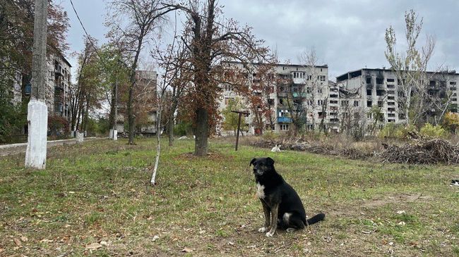 Самый возрастной пес Старичок