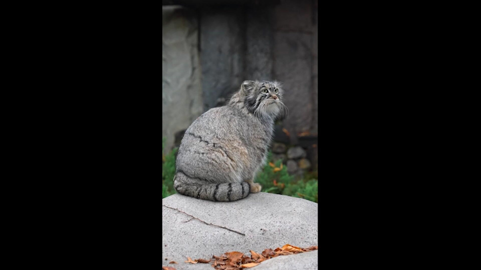 Кормление манула Тимофея из Московского зоопарка Кормление манула Тимофея из Московского зоопарка - РИА Новости, 1920, 22.10.2025