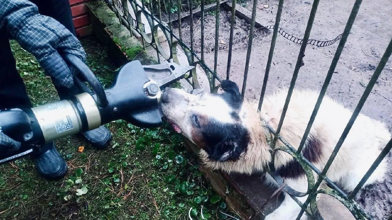 Алабай застрял между металлическими прутьями забора в Можайске Алабай застрял между металлическими прутьями забора в Можайске - РИА Новости, 1920, 23.10.2025