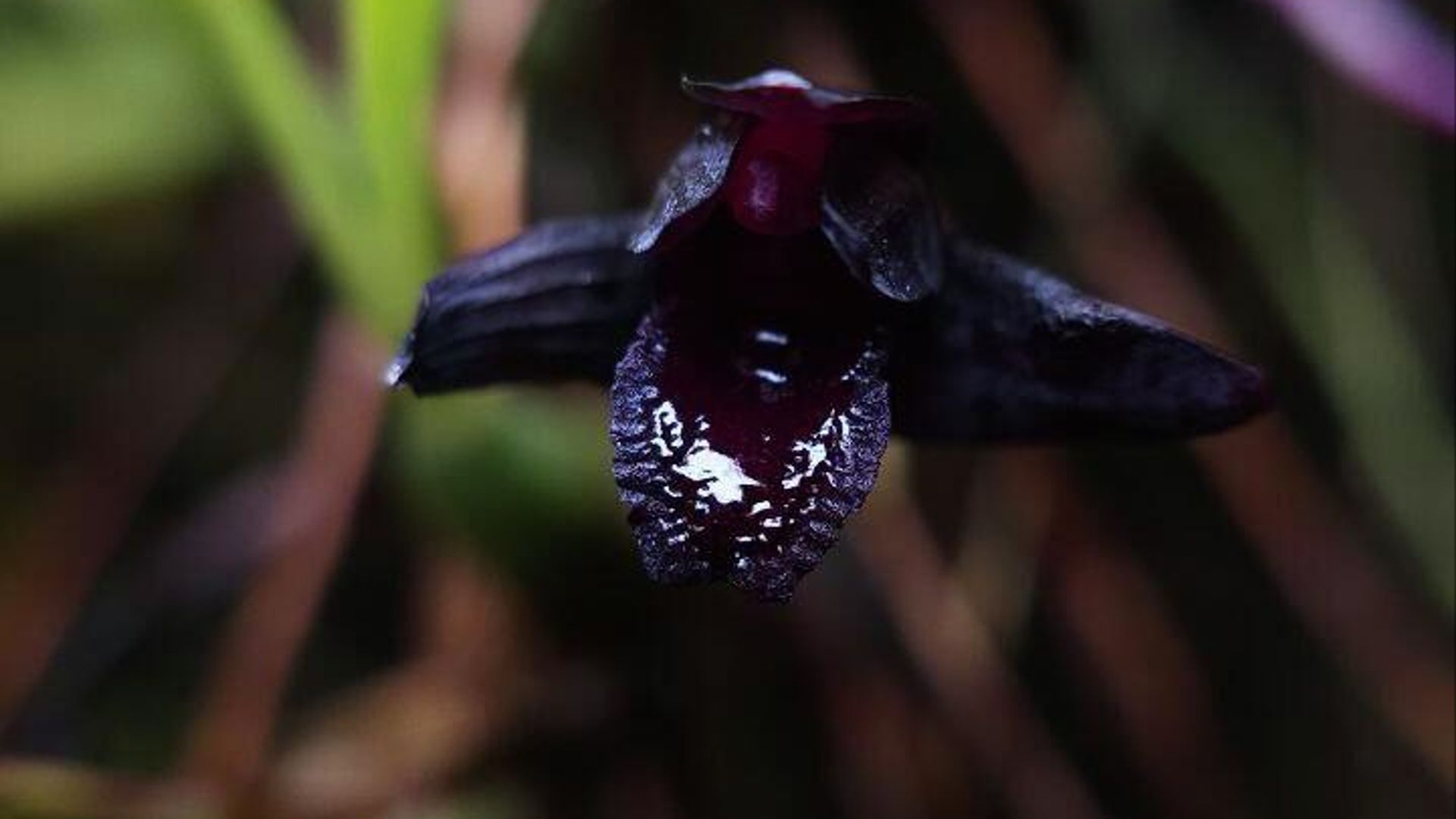 Максиллярия шункеана (Maxillaria schunkeana), также известная как орхидея-паук, в Ботаническом саду МГУ Аптекарский огород в Москве Максиллярия шункеана (Maxillaria schunkeana), также известная как орхидея-паук, в Ботаническом саду МГУ Аптекарский огород в Москве - РИА Новости, 1920, 05.11.2025