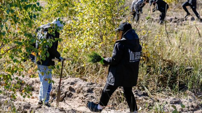 Древо жизни высадит лесополосы в Ростовской области