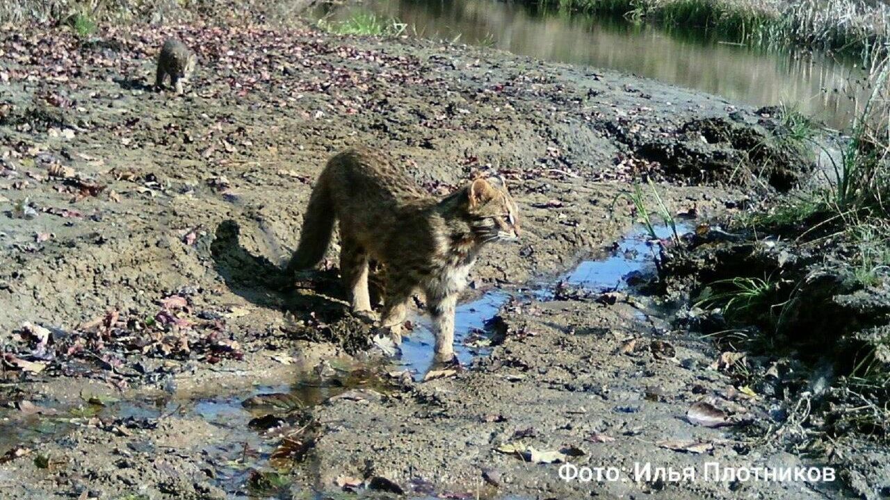 Семья дальневосточных лесных котов попала на фотоловушку Земли леопарда - РИА Новости, 1920, 14.11.2025