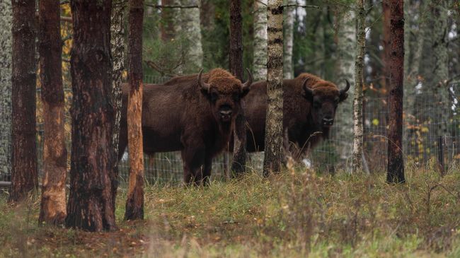 GRASS и РВБ запустили проект по возвращению зубров в дикую природу