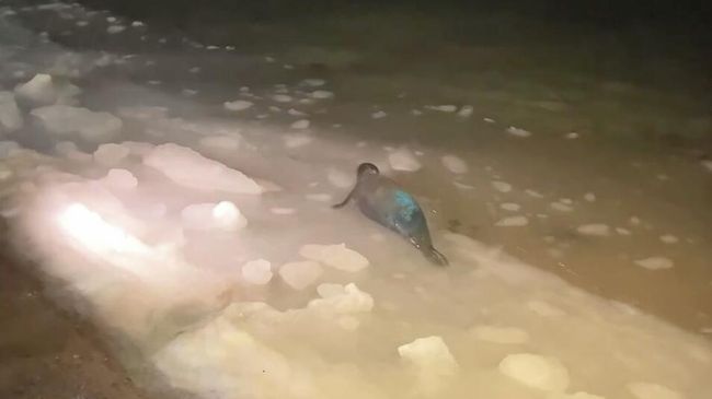 В Териберке раненого тюленя спасли и отпустили в море