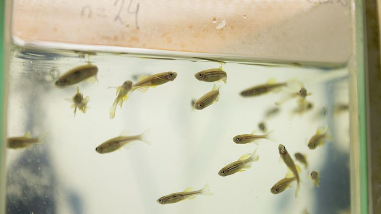 Рыбы вида Danio rerio в лаборатории УрФУ