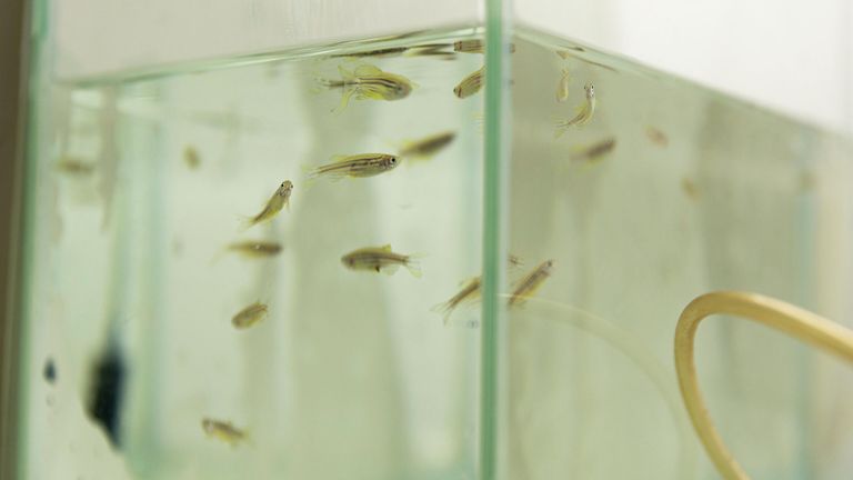 Рыбы вида Danio rerio в лаборатории УрФУ