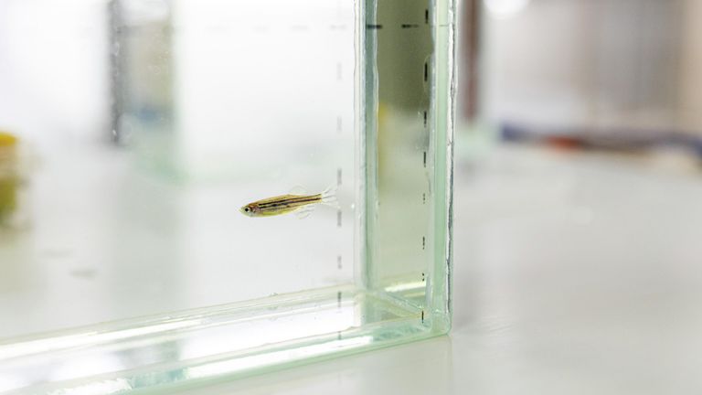 Рыбы вида Danio rerio в лаборатории УрФУ