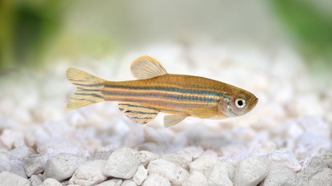 Рыба вида Danio rerio