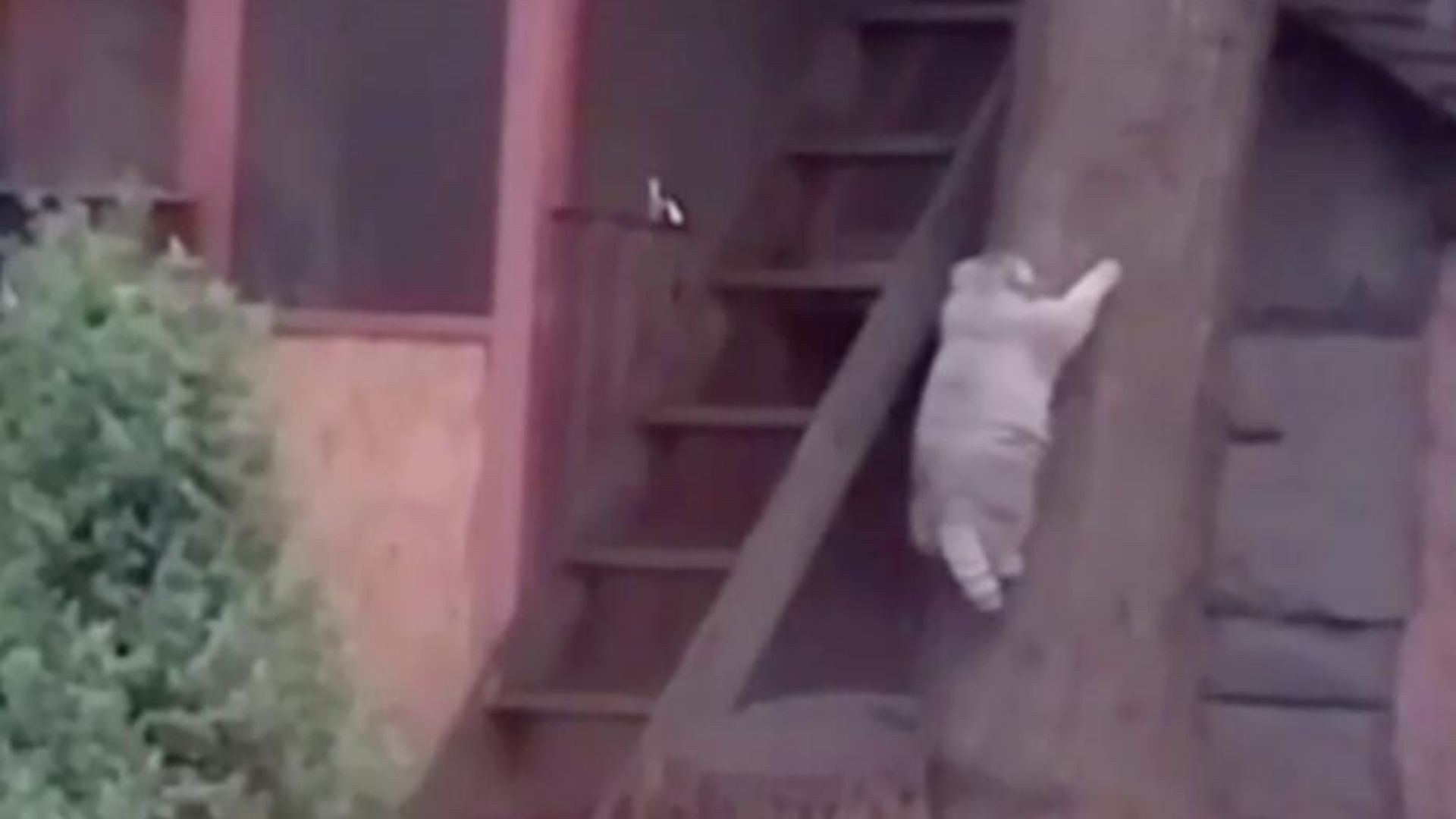 Кадр видео, опубликованного Светланой Акуловой Кадр видео, опубликованного Светланой Акуловой - РИА Новости, 1920, 27.11.2025
