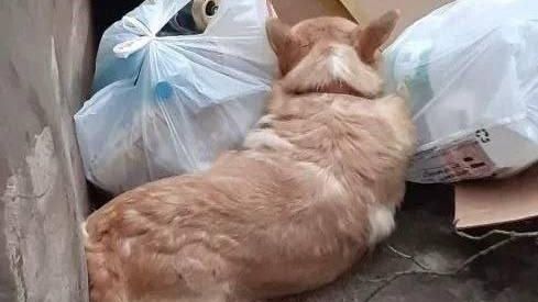 Собаку породы корги выбросили на мусорку в подмосковных Люберцах - РИА Новости, 1920, 01.12.2025