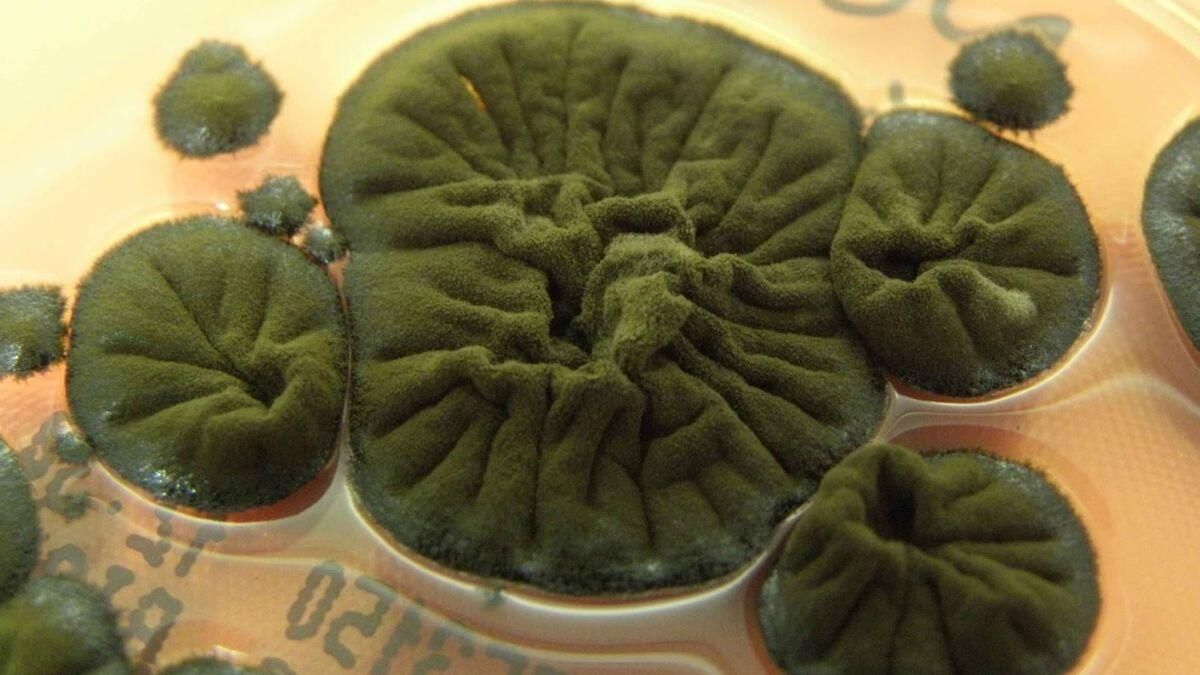 Гриб Cladosporium sphaerospermum, найденный на стенах разрушенного энергоблока в Чернобыле Гриб Cladosporium sphaerospermum, найденный на стенах разрушенного энергоблока в Чернобыле - РИА Новости, 1920, 03.12.2025