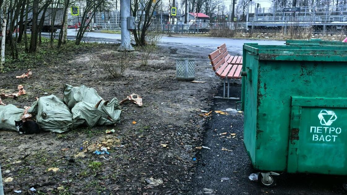 Останки коровьих туш возле мусорных контейнеров в поселке Петро-Славянка Колпинского района Санкт-Петербурга Останки коровьих туш возле мусорных контейнеров в поселке Петро-Славянка Колпинского района Санкт-Петербурга - РИА Новости, 1920, 02.12.2025