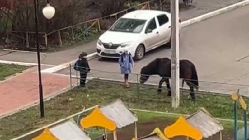 Лошадь сбила с ног ребенка на детской площадке в Брянске Лошадь сбила с ног ребенка на детской площадке в Брянске - РИА Новости, 1920, 02.12.2025