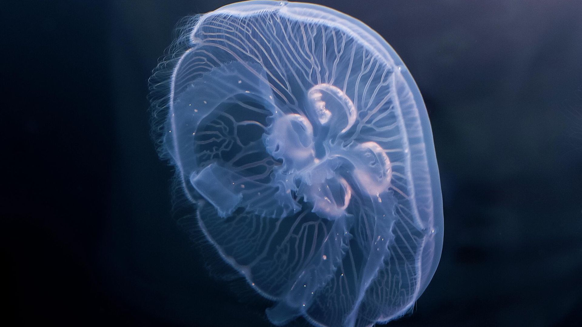 Медуза Аurelia aurita Медуза Аurelia aurita - РИА Новости, 1920, 09.12.2025