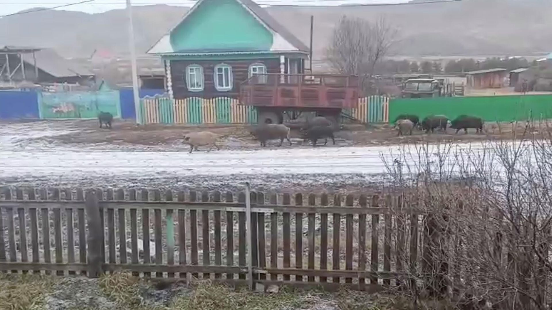 Домашние свиньи в деревне Казмашево Абзелиловского района, Башкирия - РИА Новости, 1920, 05.12.2025