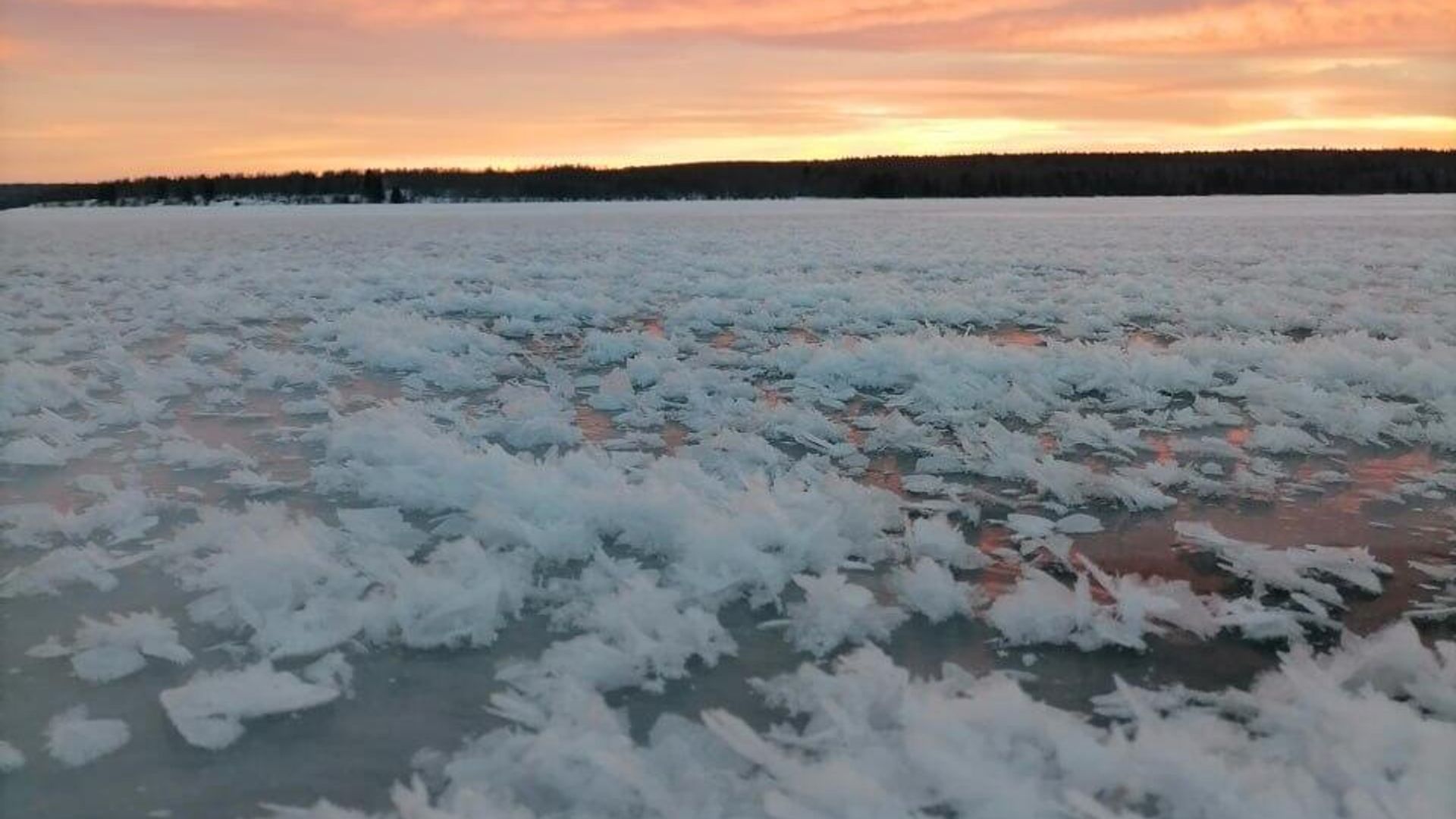 На Сылвенском заливе Камского водохранилища в Пермском крае распустились ледяные цветы На Сылвенском заливе Камского водохранилища в Пермском крае распустились ледяные цветы - РИА Новости, 1920, 10.12.2025