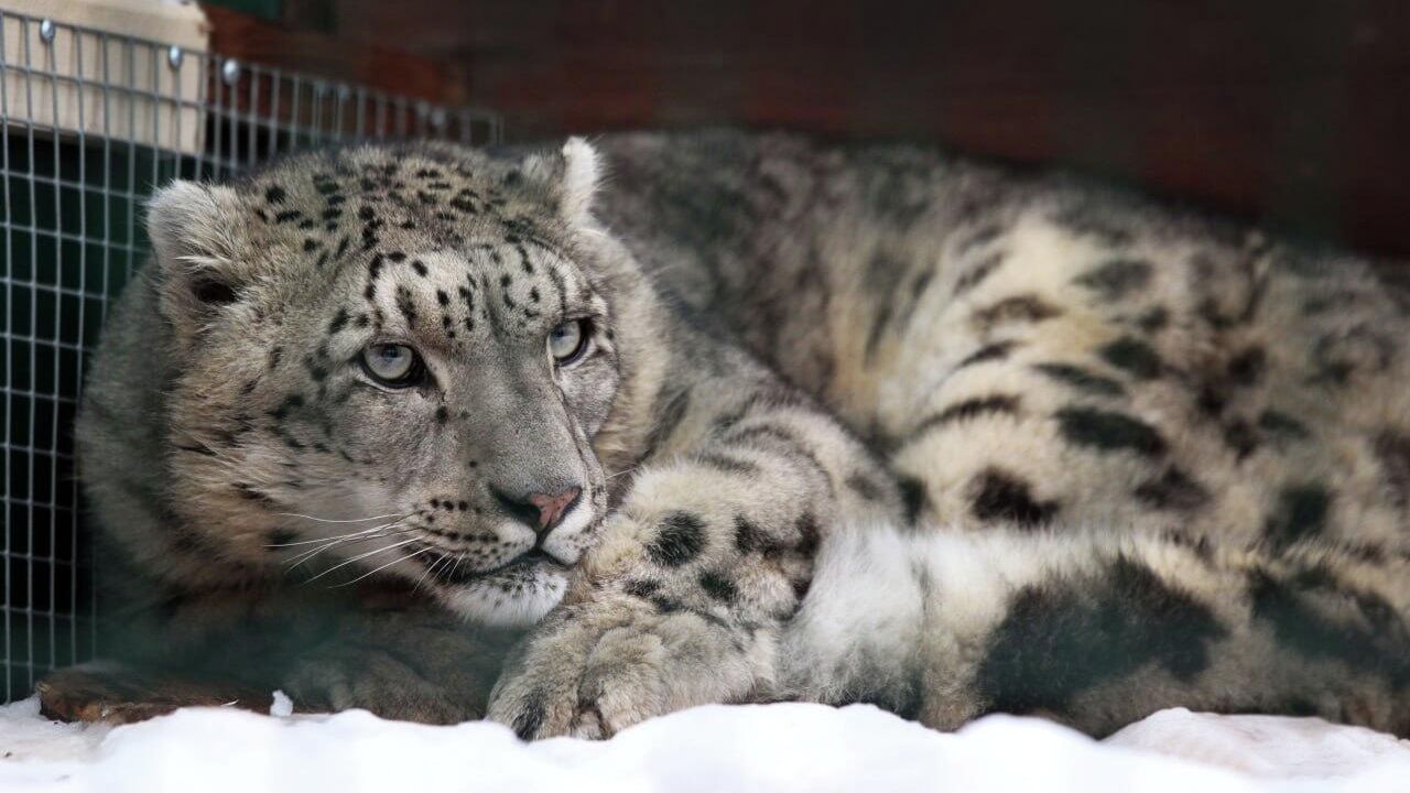 Снежный барс по кличке Базель в зоопарке Лимпопо Снежный барс по кличке Базель в зоопарке Лимпопо - РИА Новости, 1920, 11.12.2025