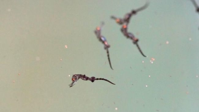 Морские коньки Hippocampus reidi в Приморском океанариуме