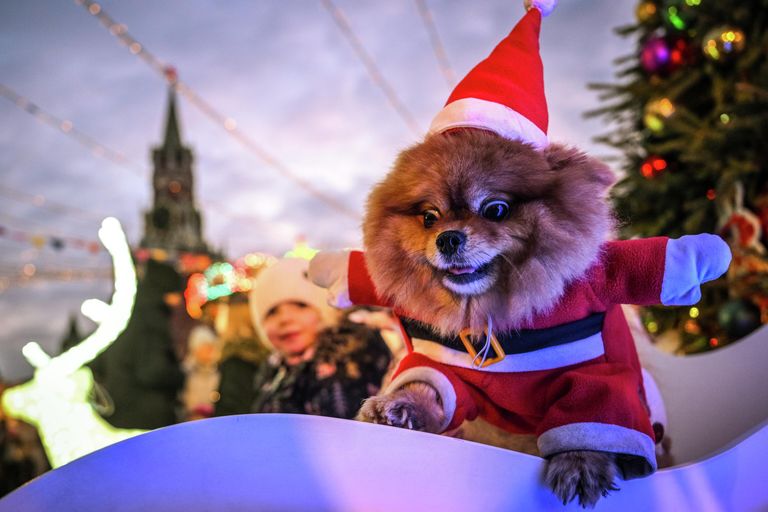 Собака в костюме Санта Клауса на новогодней ГУМ-ярмарке на Красной площади в Москве