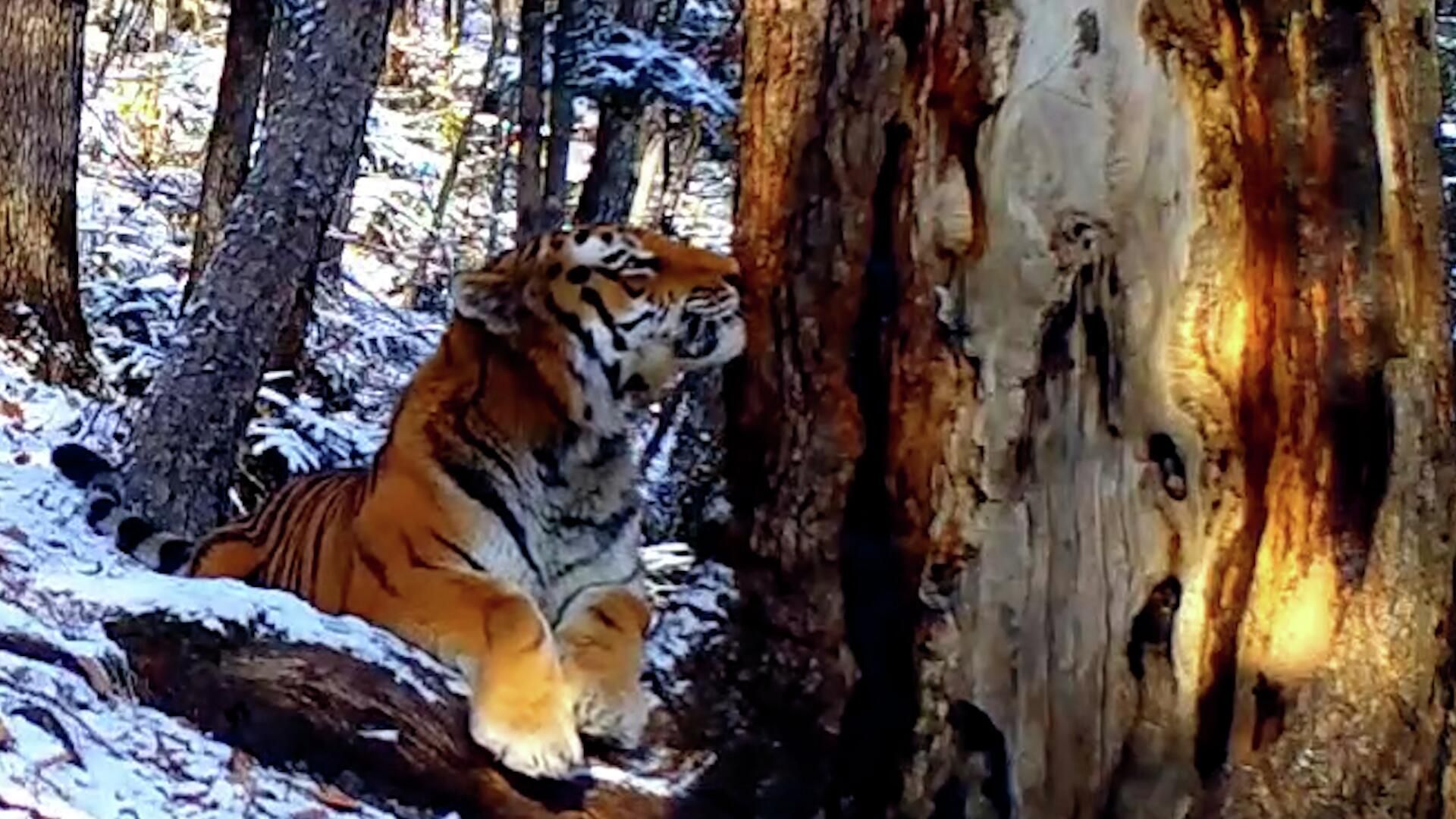 Прилив нежности амурского тигра к дереву. Кадры с фотоловушки Прилив нежности амурского тигра к дереву. Кадры с фотоловушки - РИА Новости, 1920, 05.01.2026
