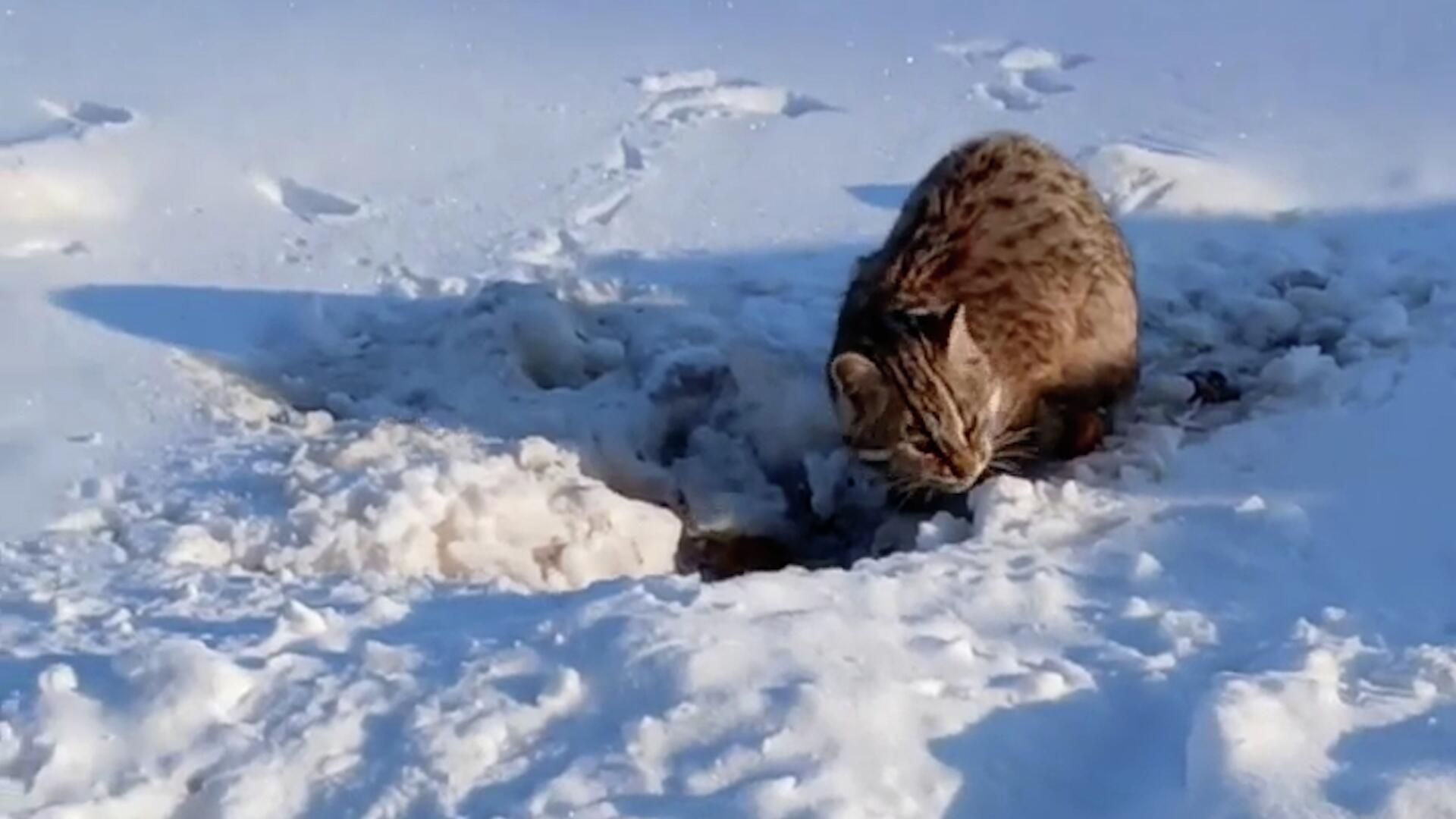 Прогулка краснокнижного лесного кота по курятнику в Приамурье Прогулка краснокнижного лесного кота по курятнику в Приамурье - РИА Новости, 1920, 14.01.2026