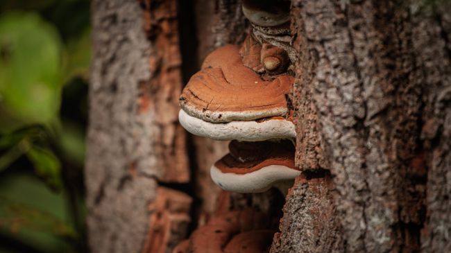 Трутовой гриб Ganoderma applanatum