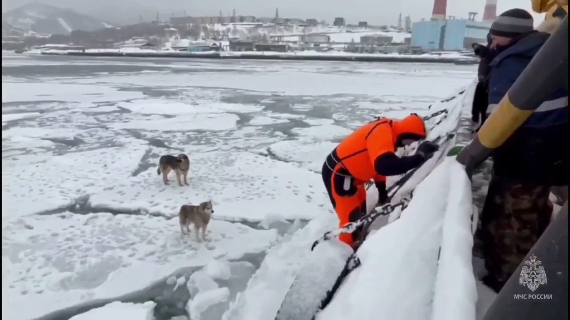 Спасение собак с дрейфующей льдины на Камчатке Спасение собак с дрейфующей льдины на Камчатке - РИА Новости, 1920, 02.02.2026