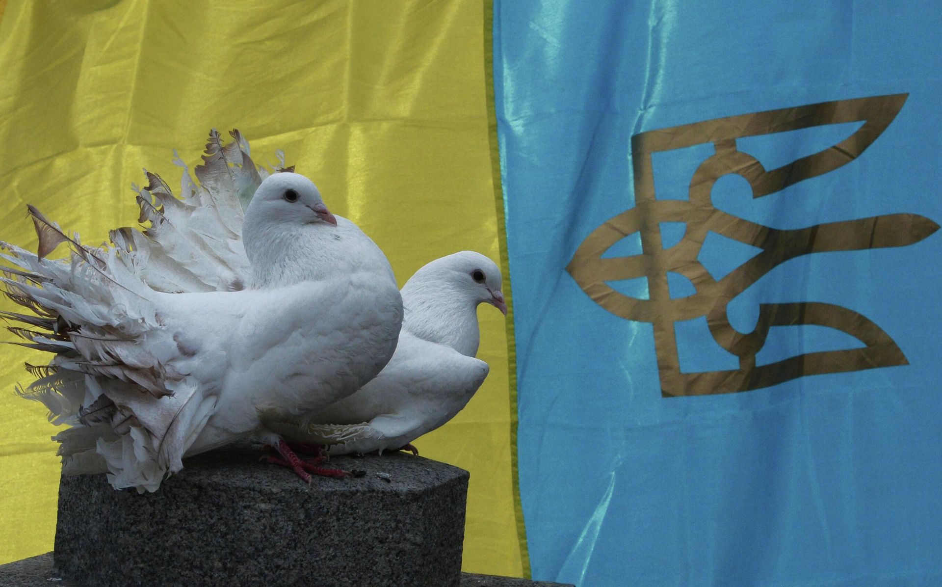 Белые голуби на фоне флага Украины Белые голуби на фоне флага Украины - РИА Новости, 1920, 18.03.2026