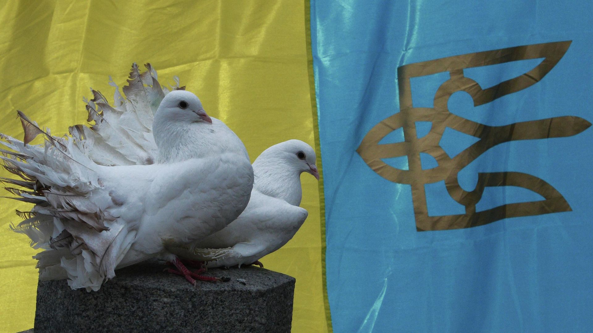 Белые голуби на фоне флага Украины Белые голуби на фоне флага Украины - РИА Новости, 1920, 23.02.2026