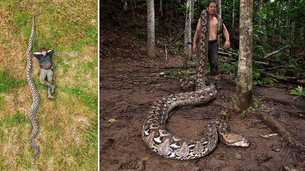 Гигантский самец сетчатого питона (Malayopython reticulatus), обнаруженный в индонезийской провинции Сулавеси Гигантский самец сетчатого питона (Malayopython reticulatus), обнаруженный в индонезийской провинции Сулавеси - РИА Новости, 1920, 04.02.2026