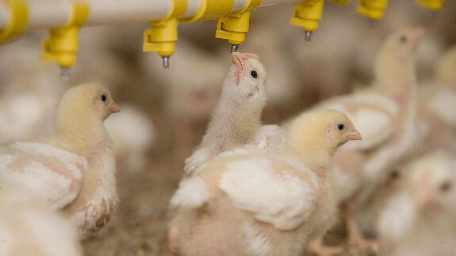 Цыплята-бройлеры Цыплята-бройлеры - РИА Новости, 1920, 10.02.2026