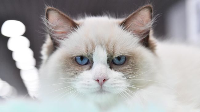 Кошка породы рэгдолл