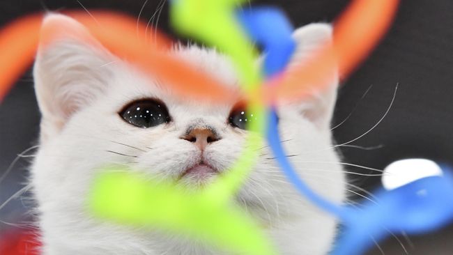 Котенок породы скоттиш-страйт (шотландская прямоухая) на выставке КоШарики Шоу в Москве