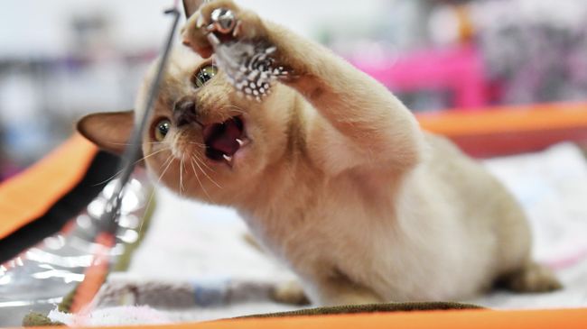Кошка Кошка