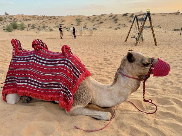 В заповеднике Dubai Desert Reserve В заповеднике Dubai Desert Reserve