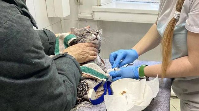 Усольские ветеринары спасли кота после стирки в машинке