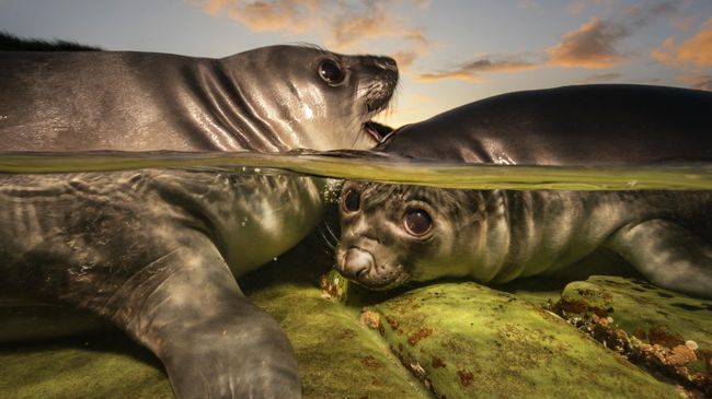 Работа фотографа из Австралии Matty Smith Rockpool Rookies, победившая в конкурсе The Underwater Photographer of the Year 2026