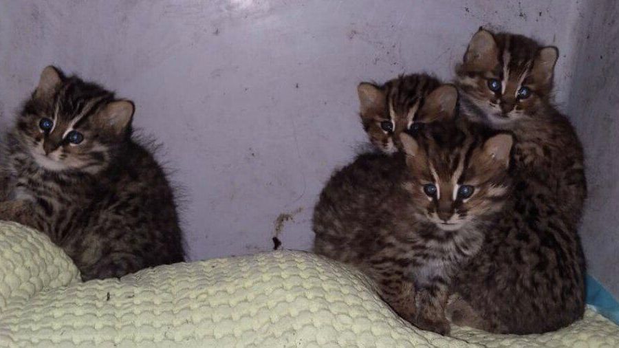 Детеныши дальневосточного лесного кота, которых выхаживали с осени 2025 года в Центре Тигр - РИА Новости, 1920, 05.03.2026