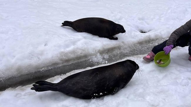 Самцов ладожской кольчатой нерпы Крошика и Шлиссика переместили из помещений в уличный бассейн