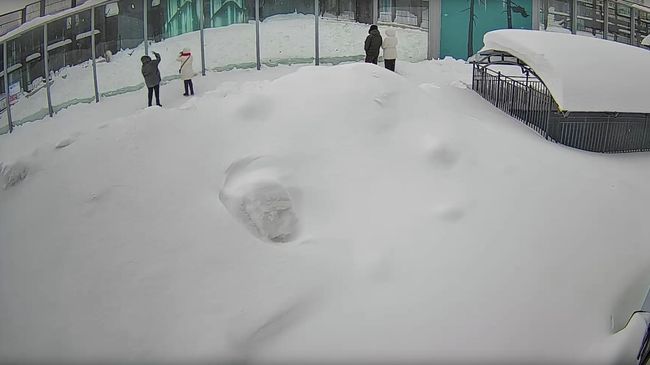 Посетитель зоопарка в Перми пытался накормить белых медведей таблетками