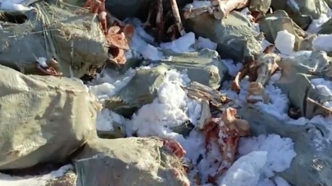 Незаконный скотомогильник в Красноярском крае. Кадр видео
