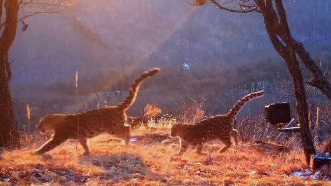 Котята дальневосточного леопарда из известной династии в Приморье
