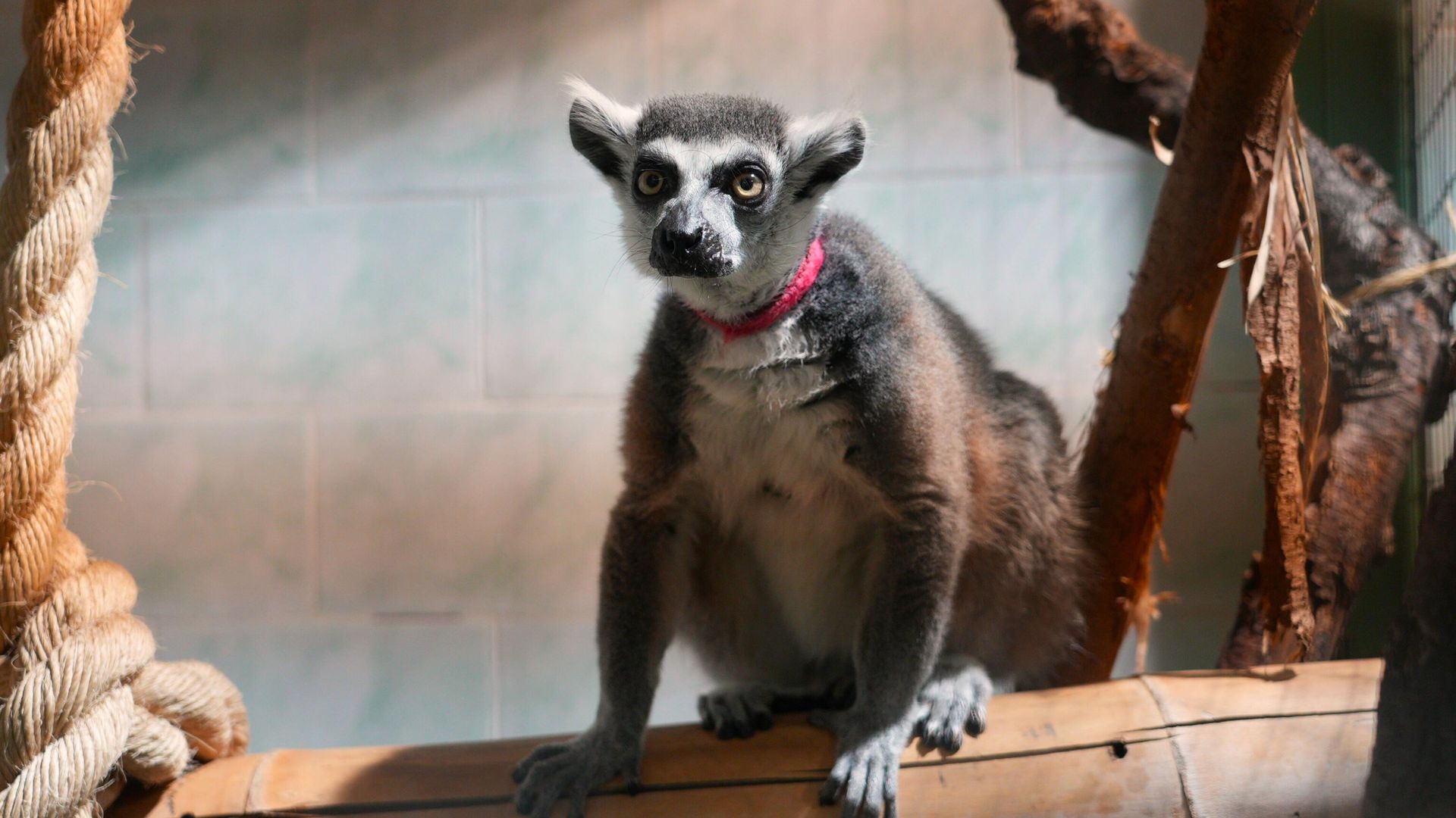 Кошачий лемур, изъятый прокуратурой Москвы у индивидуального предпринимателя - РИА Новости, 1920, 03.04.2026