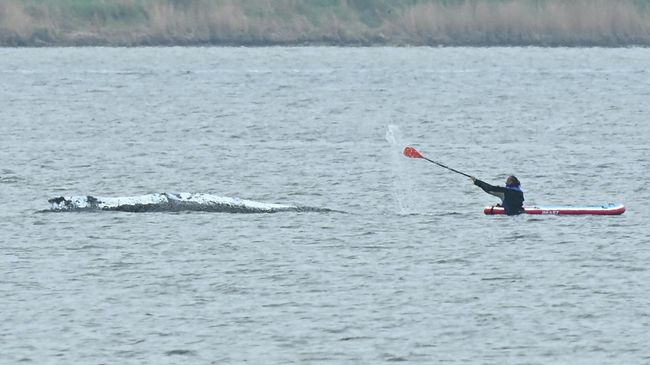 Горбатый кит на мелководье Балтийского моря у острова Пель, недалеко от Висмара, Германия