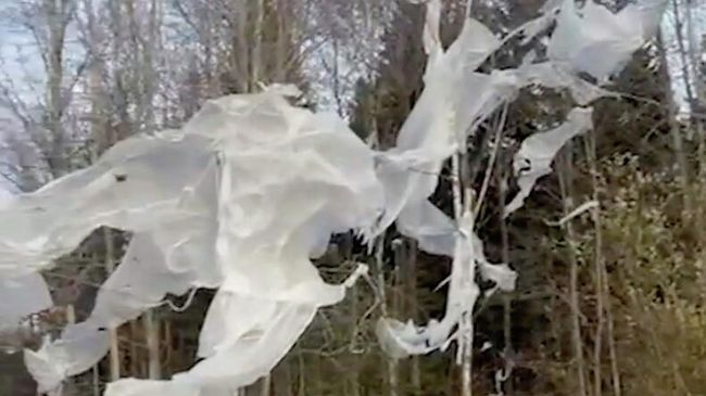 Белый материал на деревьях в районе Питяянмяки в Хельсинки